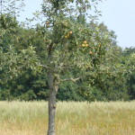 Apfelbaum trägt Früchte