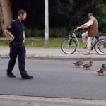 Auf Anweisung der Polizei verlassen die Enten den Kleinen Brückendamm.