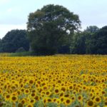 Sommer Sonnenblumen