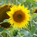 Sonnenblumen Sommer 2020 2