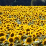 Sonnenblumen Sommer 2020 5