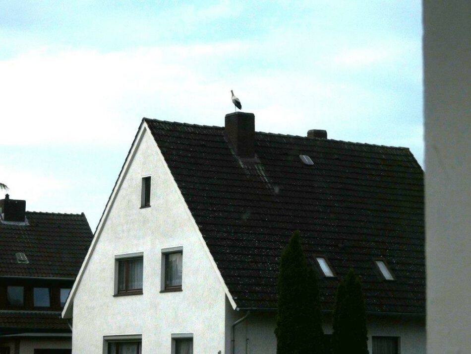 Storch in Burgdorfer Südstadt