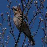 Natur erwacht - alle Vögel sind im Garten und genießen den Frühling