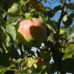 Apfel reif
