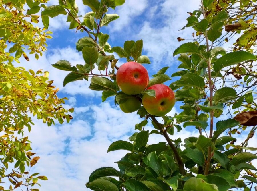 Ontario Apfel in der Herbstsonne